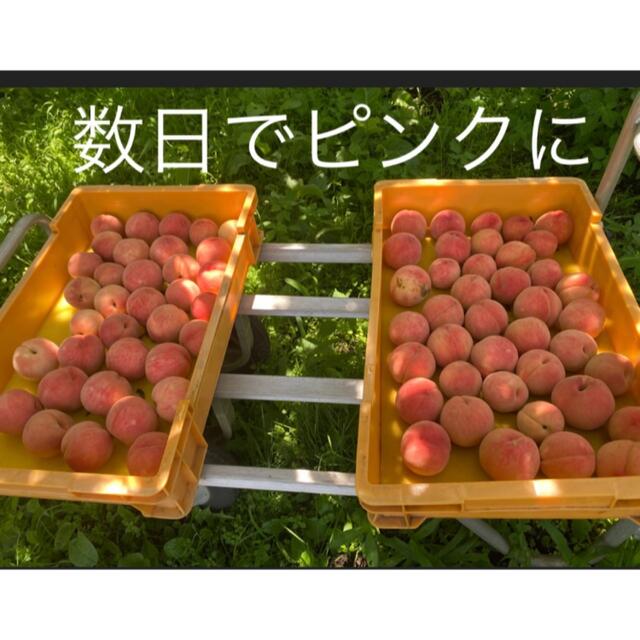 日本イチ空気の美味しい山形産 減農薬栽培 桃あかつき　小玉　2キロ 箱 食品/飲料/酒の食品(フルーツ)の商品写真