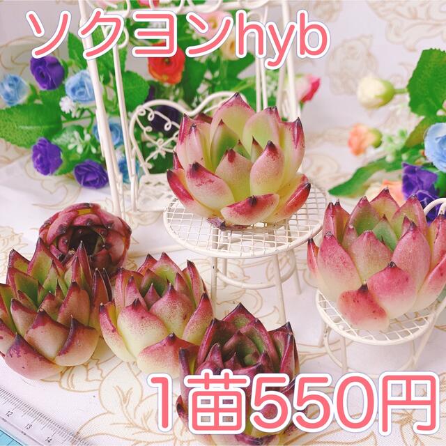 多肉植物　ソクヨンhyb ハンドメイドのフラワー/ガーデン(その他)の商品写真