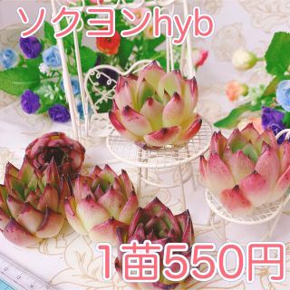 多肉植物　ソクヨンhyb(その他)