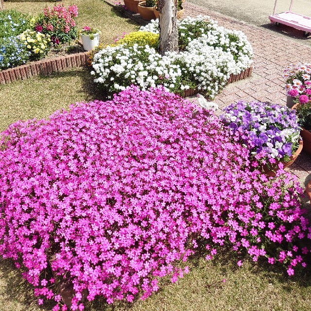 花の種　シレネ・ピンクパンサー
