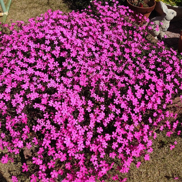 お花の種　シレネ　ピンクパンサー ハンドメイドのフラワー/ガーデン(プランター)の商品写真