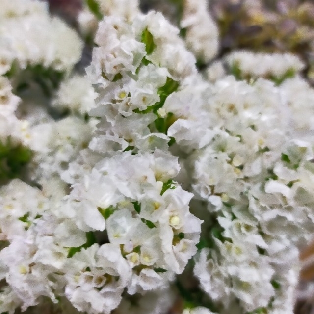 ❀人気花材❀スターチス マーキュリーホワイト ドライ❀ ハンドメイドのフラワー/ガーデン(ドライフラワー)の商品写真
