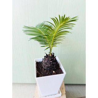 ソテツ　人気　南国　植物(その他)