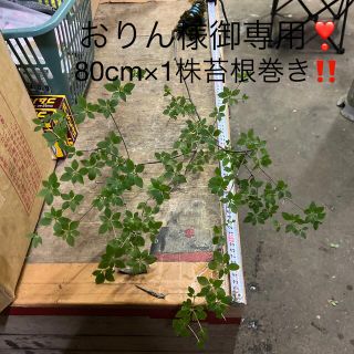 山採り❣️深山ドウダンツツジ抜き苗‼️苔根巻き❣️80cm×1株❗️(プランター)