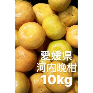 愛媛県産　河内晩柑　宇和ゴールド　柑橘　10kg(フルーツ)