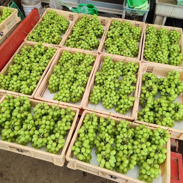 【夏季限定】No.30　4kg　シャインマスカット　産地直送　摘みたて　山梨県産