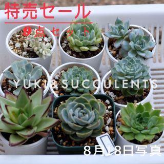 9点セットSALE　多肉植物　観葉植物  品種名付き(その他)