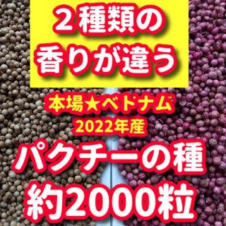 パクチー種・各種10g【2種類合計約2000粒】★違いを楽しむ(野菜)