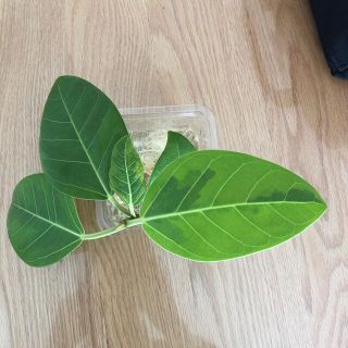 アルテシマ　観葉植物(その他)