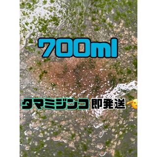 【タマミジンコ培養水】700ml  送料無料　めだか　金魚　グッピー(アクアリウム)
