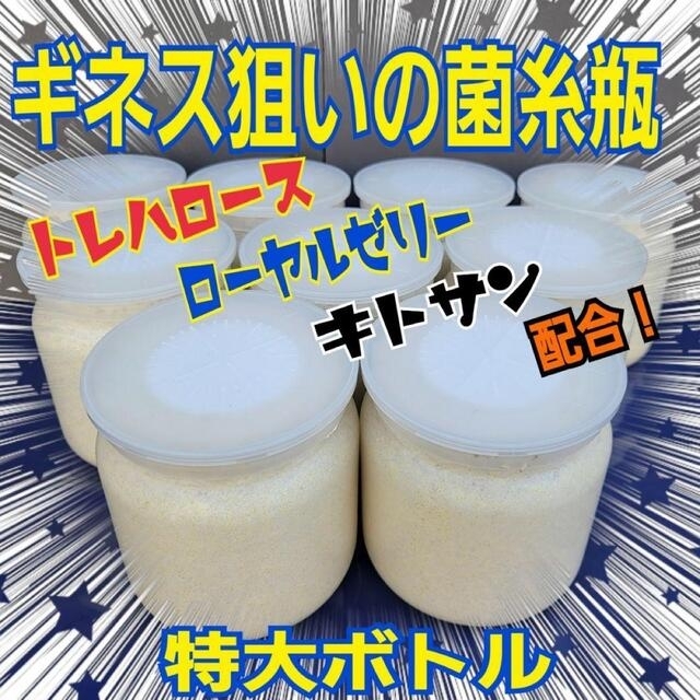 極上！ヒマラヤひらたけ菌糸瓶1500ml【4本】トレハロース、キトサン強化配合！