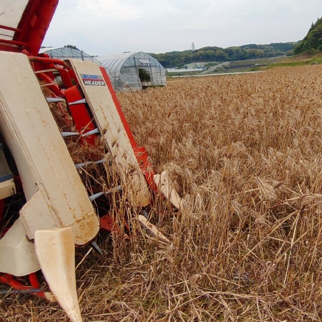 令和4年産！！紫もち麦(ダイシモチ)　５kg　食べやすい８分精麦 食品/飲料/酒の食品(米/穀物)の商品写真