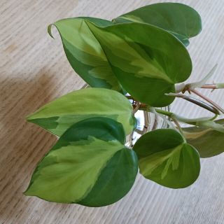 観葉植物　オキシカラジウム　カット苗(その他)