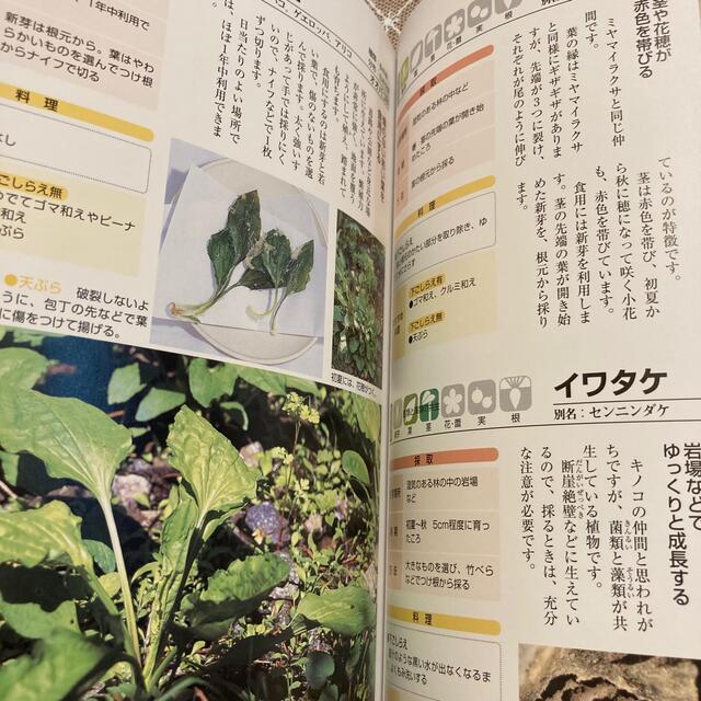 よくわかる山菜大図鑑 新芽・葉・実・花 エンタメ/ホビーの本(趣味/スポーツ/実用)の商品写真