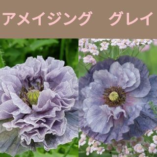 育て方付き❀エレガントでワイルドなポピー*アメイジンググレイ*花の種(その他)