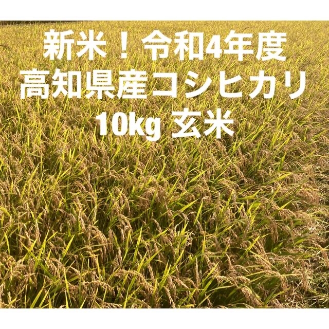 令和4年度高知県産コシヒカリ　10kg玄米 食品/飲料/酒の食品(米/穀物)の商品写真