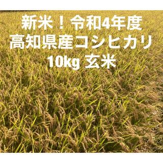 令和4年度高知県産コシヒカリ　10kg玄米(米/穀物)