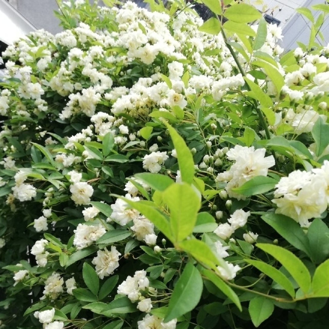 モッコウバラ白　抜き苗 ハンドメイドのフラワー/ガーデン(その他)の商品写真