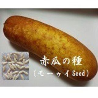 N0821 赤うり（モーウィ）の種30粒　伝統野菜Seed　島やさいタネ　種子(野菜)