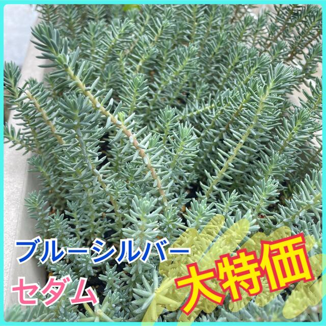 特価⭐️育てやすい多肉植物 セダム レフレクサム（シルバーペット） ハンドメイドのフラワー/ガーデン(プランター)の商品写真