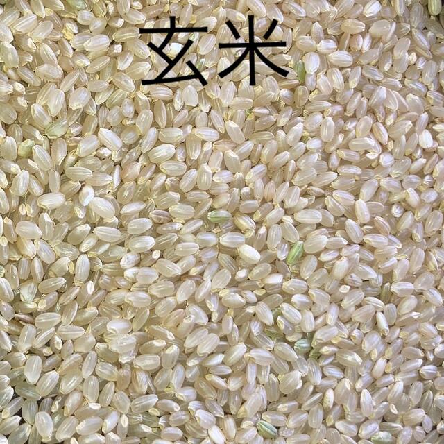 令和4年度高知県産コシヒカリ　20kg玄米 食品/飲料/酒の食品(米/穀物)の商品写真