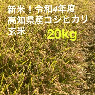 令和4年度高知県産コシヒカリ　20kg玄米(米/穀物)