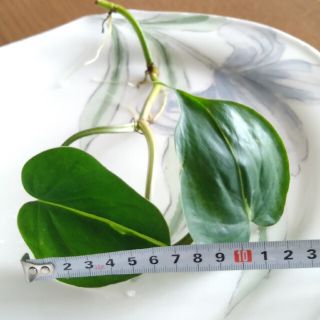 オキシカル ブラジル 苗 観葉植物(その他)