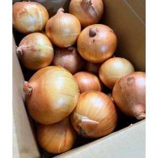 淡路島産　玉ねぎ　5kg  減農薬玉ねぎ(野菜)