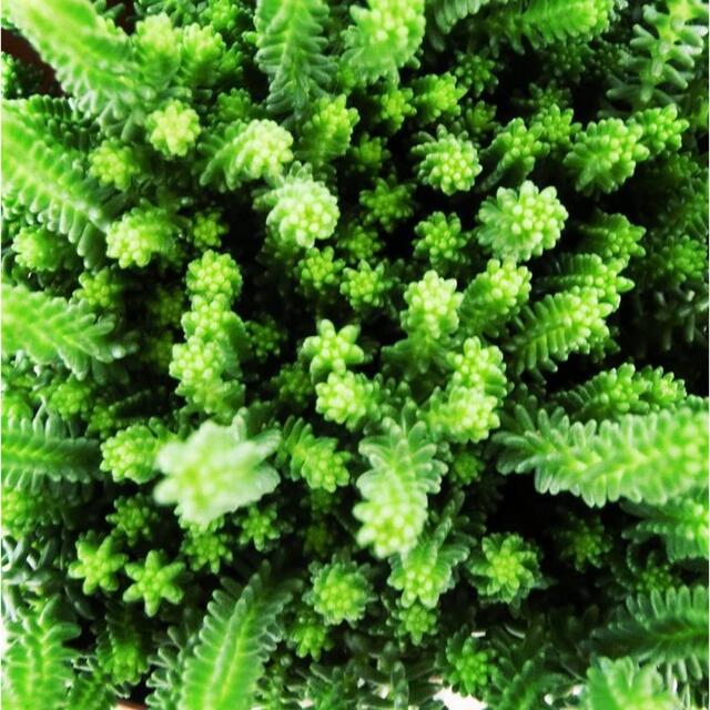 多肉植物 セダム サクサグラレモスグリーン カット苗 ハンドメイドのフラワー/ガーデン(その他)の商品写真