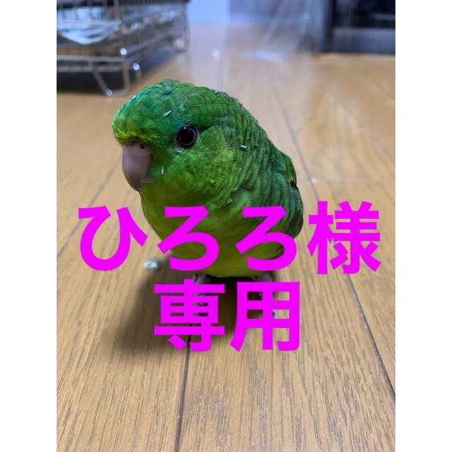 ステンレス鳥かご　丸型