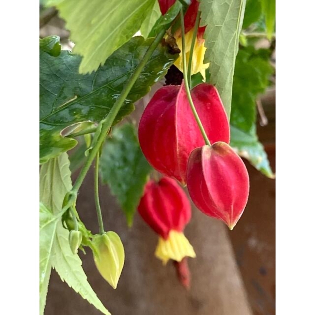 アブチロンとハゴロモジャスミンの挿し穂各2本とピンクすみれの苗のセット ハンドメイドのフラワー/ガーデン(その他)の商品写真