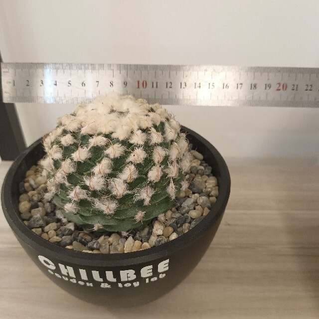 ハンドメイ╁ サボテン オブレゴニア 帝冠 特選 多毛 極上美大個の通販 by 多肉植物 花かんむり 12個