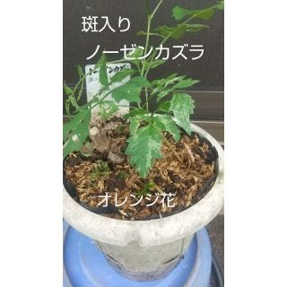 斑入りノーゼンカズラ(その他)