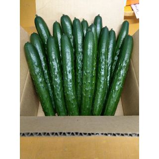 朝採れ！【信州産きゅうりA品】１.８㎏　🥒みずみずしく美味しい🥒(野菜)