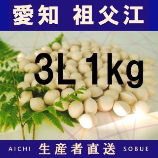 2022年新物　生産者直送 久寿ぎんなん 愛知県 祖父江産 銀杏　3L 1kg(野菜)