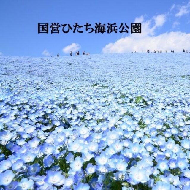 秋まき花の種 　ネモフィラ・インシグニスブルー100粒以上　一年草 ハンドメイドのフラワー/ガーデン(その他)の商品写真