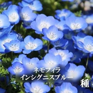 秋まき花の種 　ネモフィラ・インシグニスブルー100粒以上　一年草(その他)