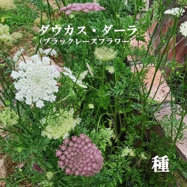 秋まき花の種　ダウカス・ダーラ（ブラックレースフラワー）100粒以上　一年草 ハンドメイドのフラワー/ガーデン(その他)の商品写真