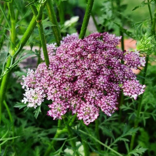 秋まき花の種　ダウカス・ダーラ（ブラックレースフラワー）100粒以上　一年草 ハンドメイドのフラワー/ガーデン(その他)の商品写真