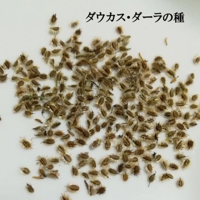 秋まき花の種　ダウカス・ダーラ（ブラックレースフラワー）100粒以上　一年草 ハンドメイドのフラワー/ガーデン(その他)の商品写真