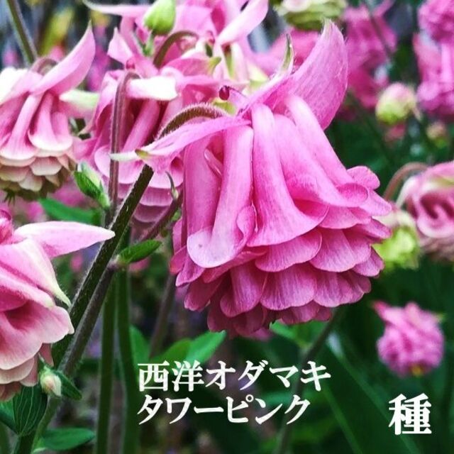 秋まき花の種　西洋オダマキ・タワーピンク　30粒以上　多年草／宿根草 ハンドメイドのフラワー/ガーデン(その他)の商品写真