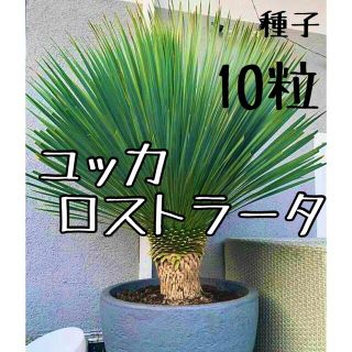 ユッカ　ロストラータ　種子10粒(その他)