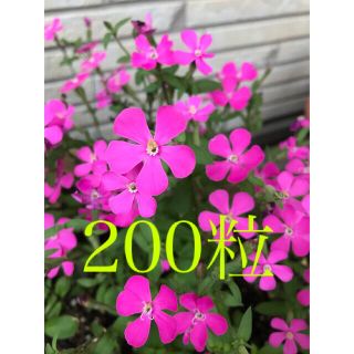 ピンクパンサー　花の種200粒(その他)