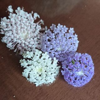 花種　ブルーレースフラワー混合(プランター)