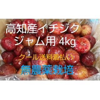 高知産イチジク 品種「桝井ドーフィン」4kg ジャム用(生食可) 無農栽培(フルーツ)