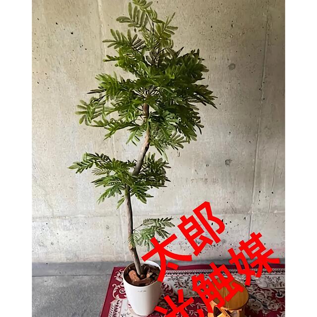 光触媒 人工観葉植物 ウォールグリーン フェイク フラワー ...