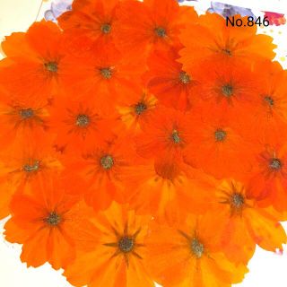 ♡new♡作家様必見♡ 可愛いコスモスお花がいっぱい♡ 押し花セット(各種パーツ)