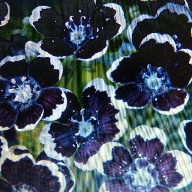 花の種        ネモフィラ３種類 ハンドメイドのフラワー/ガーデン(その他)の商品写真