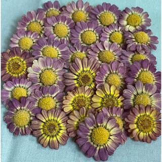 マーガレット　紫×黄色　30輪　ドライフラワー　花材　ハンドメイド　レジン(ドライフラワー)