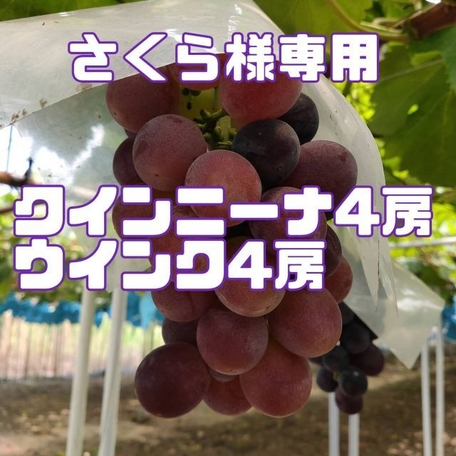 【鳥取県産】クインニーナ4房　ウインク4房　ぶどう　葡萄　ブドウ　クール便